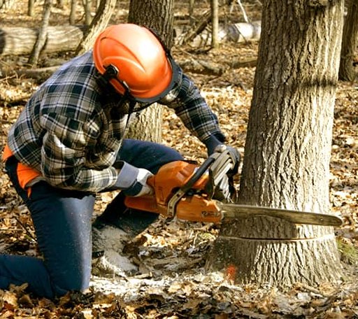 Tree Removal in London Mills, IL